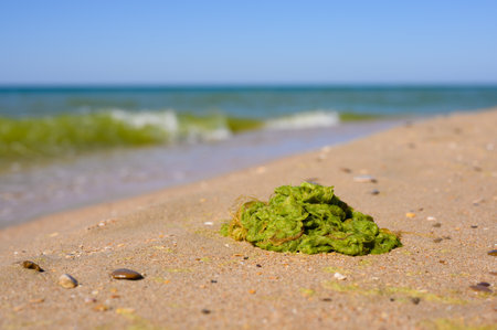 Dirty sea with green algae. Seasonal bloom of sea water. A lot of seaweed lies on the shore