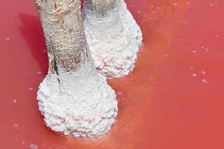 Huge crystals of salt on a tree in a pink lake. Salt mining site in a salt lake.の写真素材