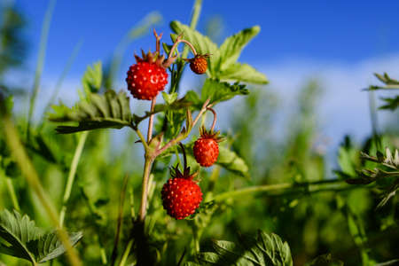 Strawberry berries grow on a background of grass. Single berry focusの写真素材