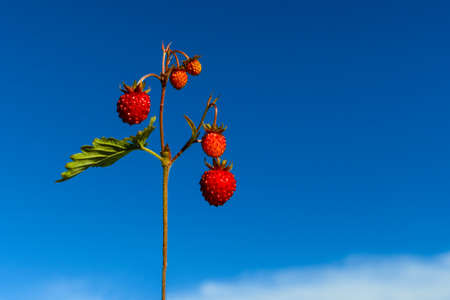 Branch with several red berries of wild strawberry on a background of blue skyの写真素材