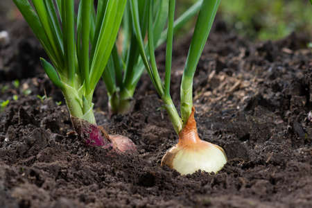 Onion grows from the dugout. Fresh harvest in the garden.の写真素材