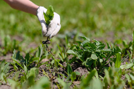 Gardener's hand in a glove holds a weed over the gardenの写真素材