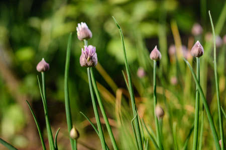 Flowers and onion seeds on a garden backgroundの写真素材