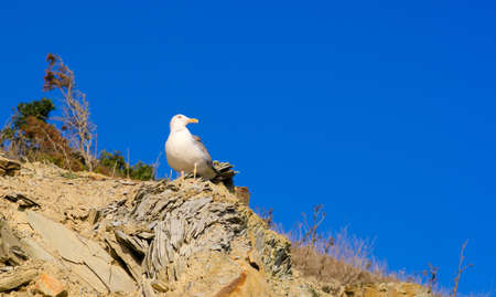 Ivory seagull sits on a rock against the blue sky. The bird looks to the side.の写真素材