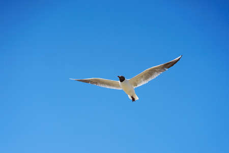 Flying seagulls on a background of blue sky. Wingspan. Freedom.の写真素材