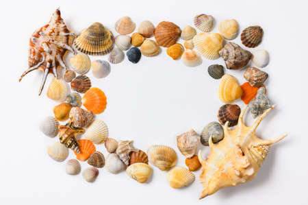 Many multi-colored small seashells and two large ones are randomly placed on a white background. In the center there is an empty space for text.の写真素材