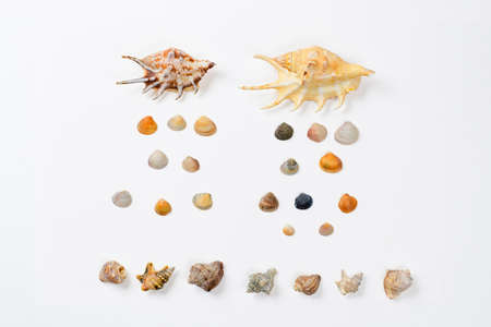 Lots of seashells on a white background. Seashells are laid out in the form of a composition similar to rainの写真素材