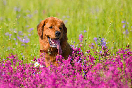 Beautiful dog on a summer meadow with pink flowers. Summer portrait of a mastiff breed dog.の写真素材