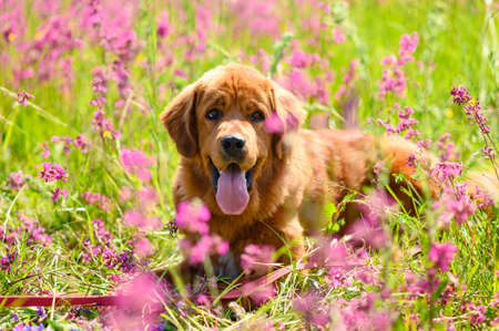 A positive dog of the Mastiff breed lies in the grass with pink flowersの写真素材