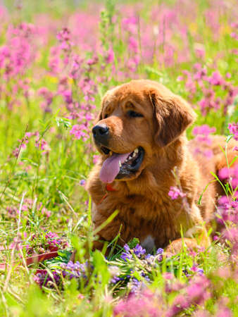 A large ginger dog is resting on a summer meadow. Vertical frame. Portrait of a red mastiffの写真素材