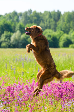 A large red-haired dog jumps high on a field with flowers. Vertical portrait. Dog breed mastiffの写真素材