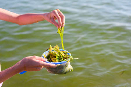 The girl collects green algae in the Black Sea. Selective focus on algae.の写真素材