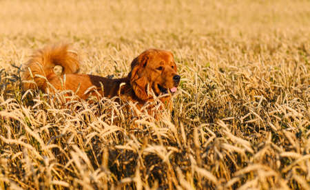 A large dog of the Mastiff breed walks in the evening in a field with wheat.の写真素材
