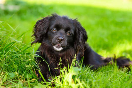 A sad pensive black puppy lies on the grass and looks into the camera. Rub the little black lapdogの写真素材