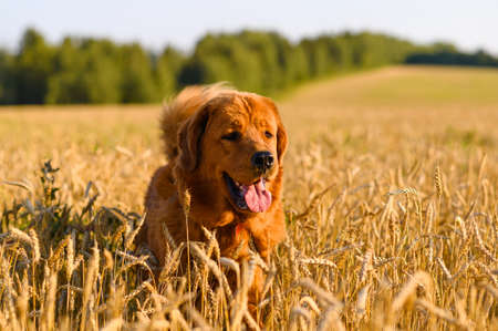 a red-haired large dog walks in the evening across a field with golden spikelets.の写真素材