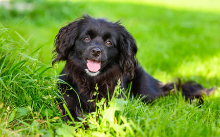 A positive black dog is looking at the camera and smiling. A black puppy in the summer lies on the green grass.の写真素材