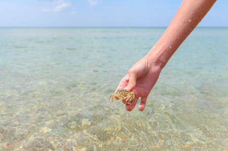 Small caught sand crab in a child's hand against the background of the sea. Selective focus on crabの写真素材