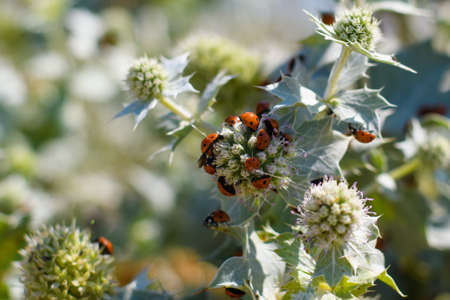 A lot of ladybirds on a thorn flower close-up. Macro photography of insects. Selective focusの写真素材