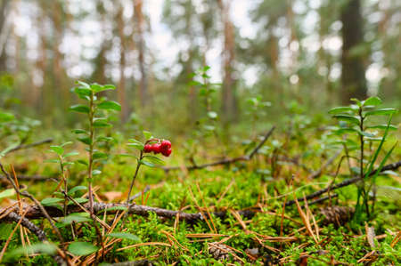 Lingonberry berries on a branch in a pine forest close-up. Selective focus on the berry.の写真素材