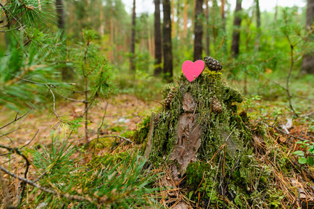 A small pink heart on an old moss-overgrown stump in a pine forest. Environmental protection concept. Selective focus on the heart.の写真素材
