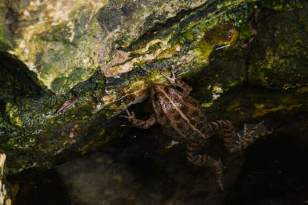 A huge toad in a well with water sticks out of the water.の写真素材