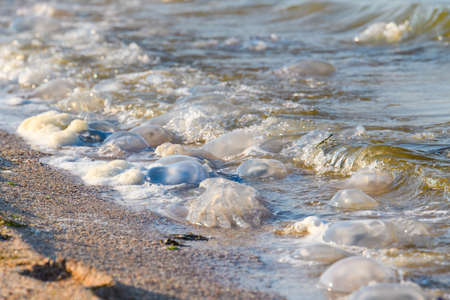 There are many dead jellyfish on the shores of the Sea of ââAzov. Invasion of jellyfish due to global warming and rising salinity. Selective focus on one jellyfish.の写真素材