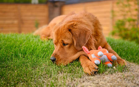 A large tired dog sleeps on the grass next to his soft toy.の写真素材