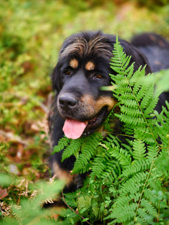 Portrait of a large black dog next to a green fern. Close-up portrait of a black mastiff.の写真素材