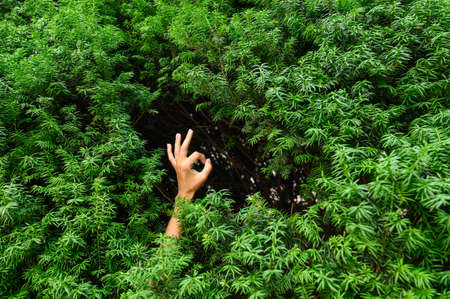 Positive hand gesture between green coniferous branches. Environmental protection concept. Selective...