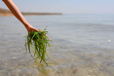 Long green algae in the hand of a man above the sea surface.の写真素材