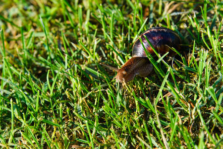 A huge Achatina snail crawls on green grass in the early morning. Selective focusing.の写真素材