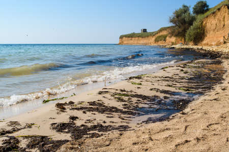 Dirty sea shore with black rotten algae after a storm.の写真素材