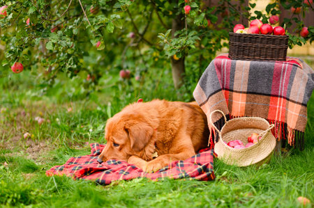 A sad ginger dog lies on a blanket next to an apple tree and a basket of ripe red apples.の写真素材