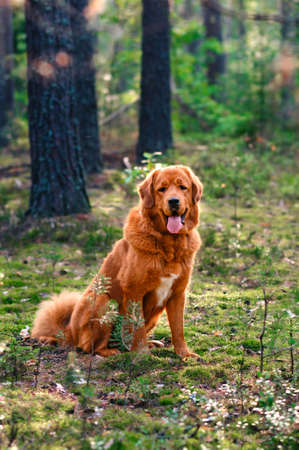 A large beautiful dog is sitting in a pine forest. Portrait of a ginger dog in the forest.の写真素材