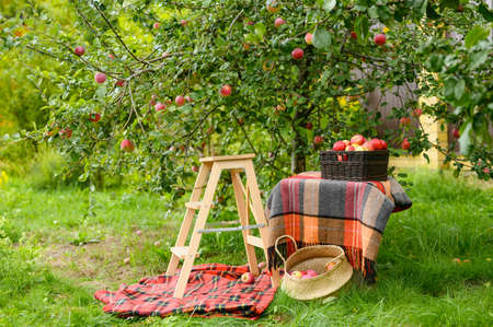 Harvesting apples in the garden. A full basket of apples and a chair for picking apples.