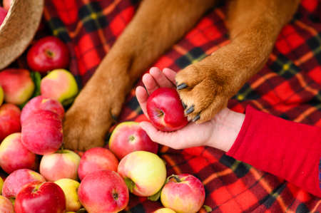 Large paw of a dog on a ripe red apple. Harvesting apples. Selective focusing on the paw.の写真素材