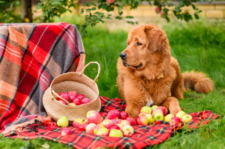 A beautiful red-haired dog lies on a blanket with a basket of ripe apples. Harvesting apples in autumn.の写真素材