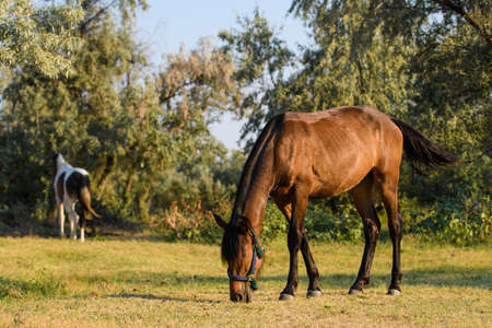 An adult horse in a green meadow eats grass.の写真素材