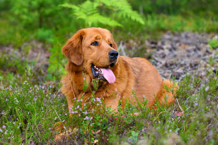 A beautiful dog lies in a forest glade and looks to the side.の写真素材