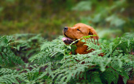 The dog sits among the ferns in the forest and enjoys the fresh air.の写真素材