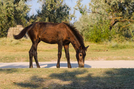 A small foal alone on the farm is eating grass and walking. Trees in the background.の写真素材