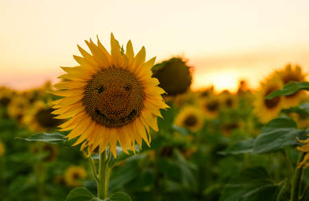 Cheerful sunflower at sunset. Ripe sunflower with eyes and a smile. Selective focus on sunflower.の写真素材