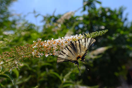 A beautiful butterfly sits on a branch with flowers against the backdrop of a green garden. Podaliriy butterfly in Crimeaの写真素材