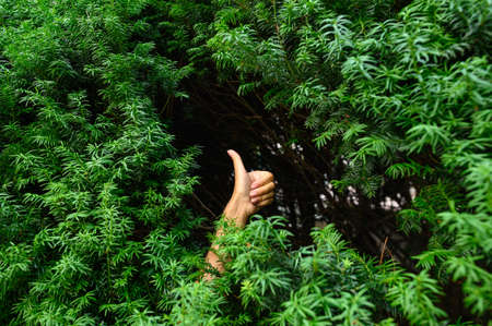 The concept of unity with nature. Female hand with a thumb up gesture among the green branches of a tree.の写真素材