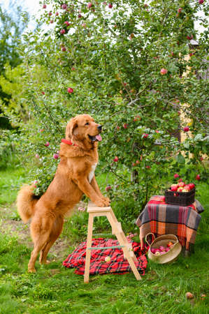 Seasonal apple harvest. The dog next to the apple tree is leaning on a wooden chair.の写真素材