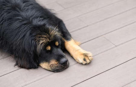 Tired and sad dog lies on the floor. Close-up, top viewの写真素材