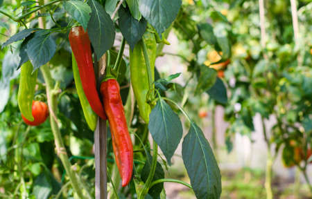 Two red ripe peppers on a branch with green peppers. Growing a crop of vegetables in your garden.の写真素材