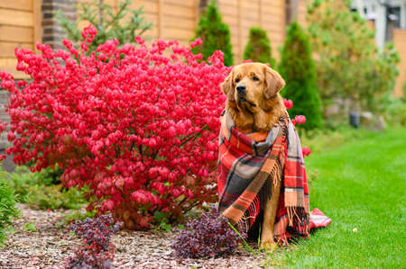 Beautiful autumn portrait of a dog in a checkered plaid. A large dog is sitting next to a red bush.の写真素材