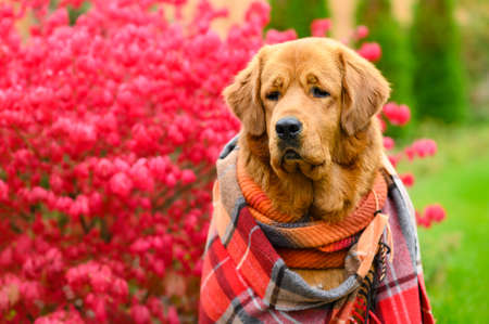 Close-up portrait of a beautiful dog in a blanket against a background of red autumn foliage. Autumn mood.の写真素材