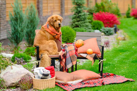 Sad dog sits on a chair wearing a scarf in the fall. Next to it is a chair with pumpkins, a plaid and a woolen blanket. Autumn mood concept.の写真素材